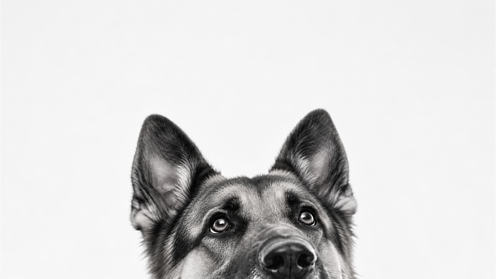 Nieghbours dog_1920